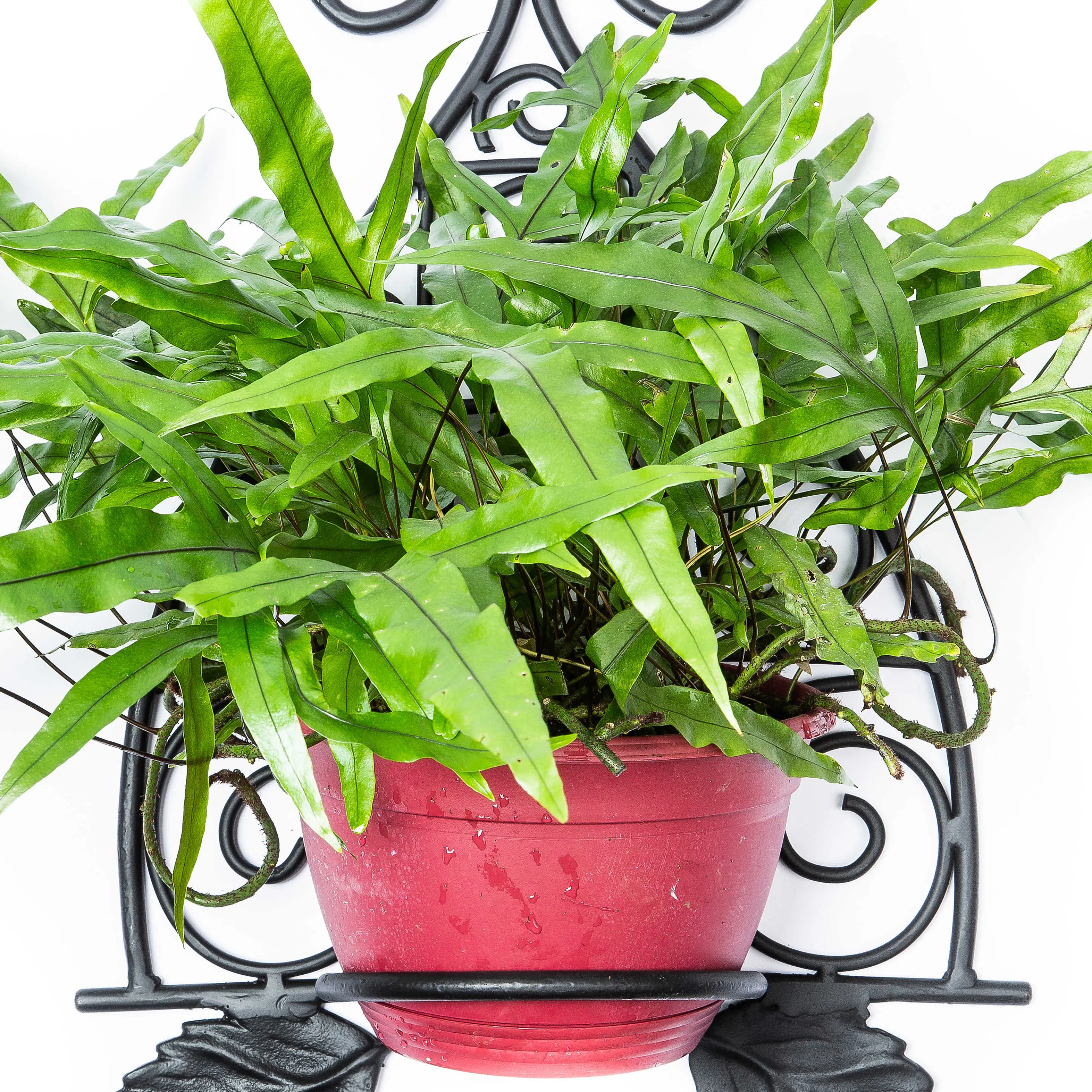 Scroll Wall Plant Holder